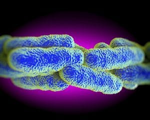 legionellabeheer